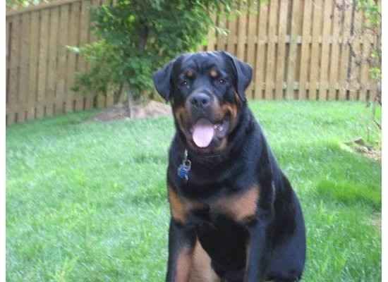 Need cheering up. Show me your puppies!