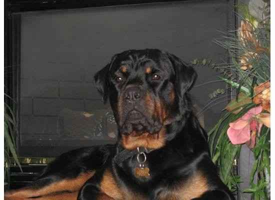 Need cheering up. Show me your puppies!