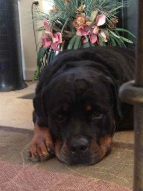 Show me your fur baby! (it has been awhile and I love seeing the pets!)