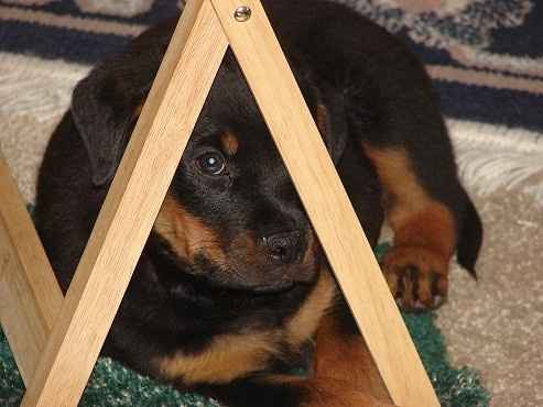 Show off your fur babies!