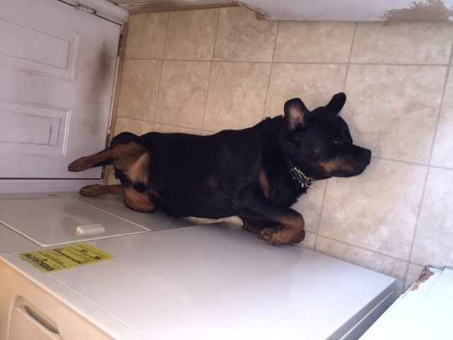 NWR- Does anybody want a dog?