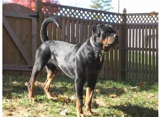 Nwr- show me your fur babies