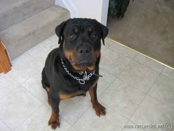 NWR: Our fur baby is going to the big dog park in the sky :(