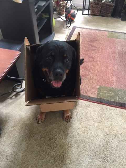 NWR: Silly pictures of your pets