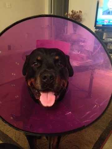 NWR: Silly pictures of your pets