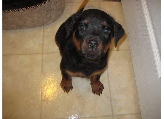 NWR: Lets See Your Fur Babies!