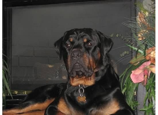 Need cheering up. Show me your puppies!