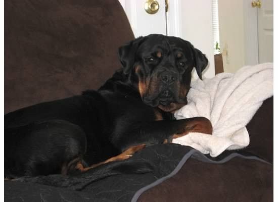 NWR: today is my Pups 2nd birthday!! Do you and your FH have a pet? Show pics!!!