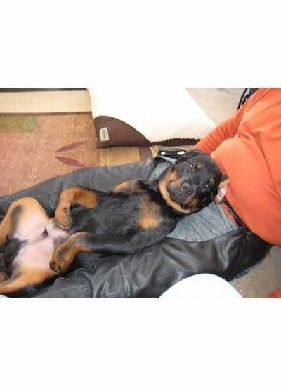 NWR: National Dog Day!