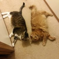 Mid Afternoon Pick Me Up