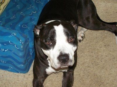 *NWR* Show me your pets/animals! *PICS*
