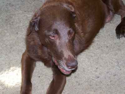 *NWR* Show me your pets/animals! *PICS*