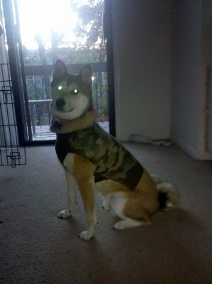 NWR:  Dressing your furbabies up for Halloween?