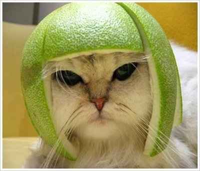 It's funny photo time!