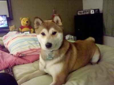 NWR: Show off your fur baby!