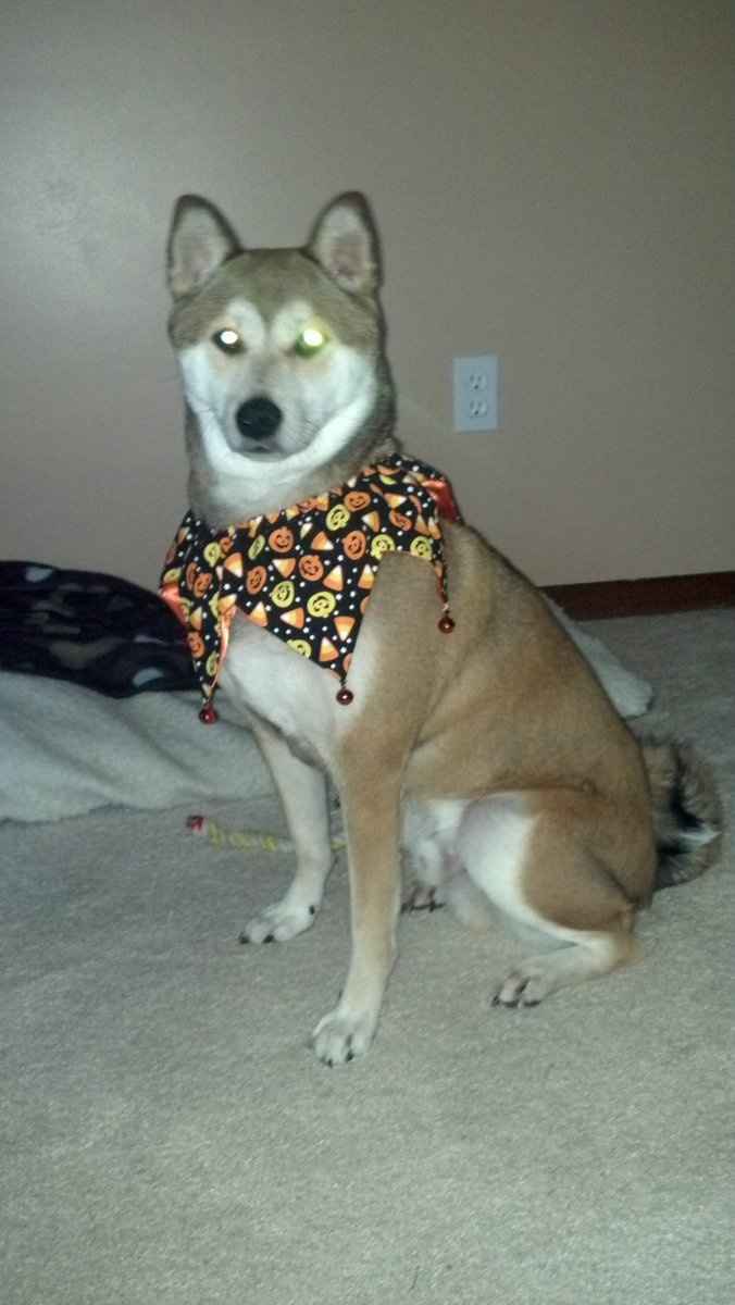 Doggy Halloween Costume!