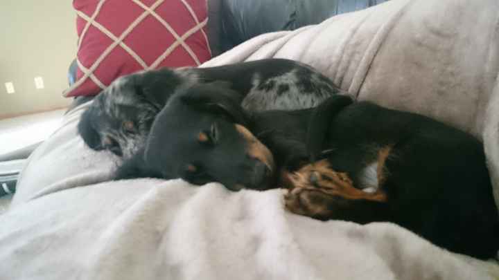 NWR- Furbaby Appreciation Post