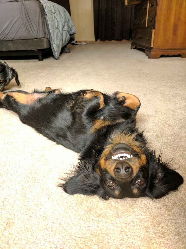 NWR: Show me your pups!