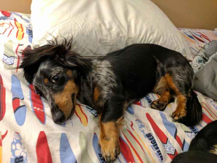 Let me see those fur babies!