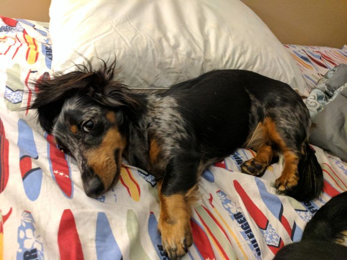 NWR: Show me your pups!