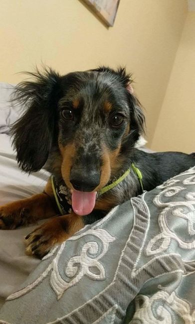 NWR - Send me pictures of your pets/memes