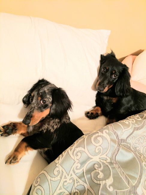 Furbabies?(non wedding post)