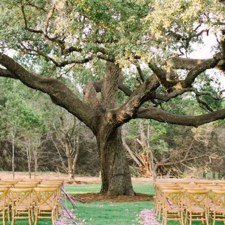 iso venue with big tree for ceremony