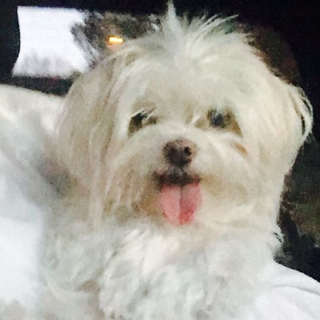 Today is National Pet Day! Let's see those fur babies :)