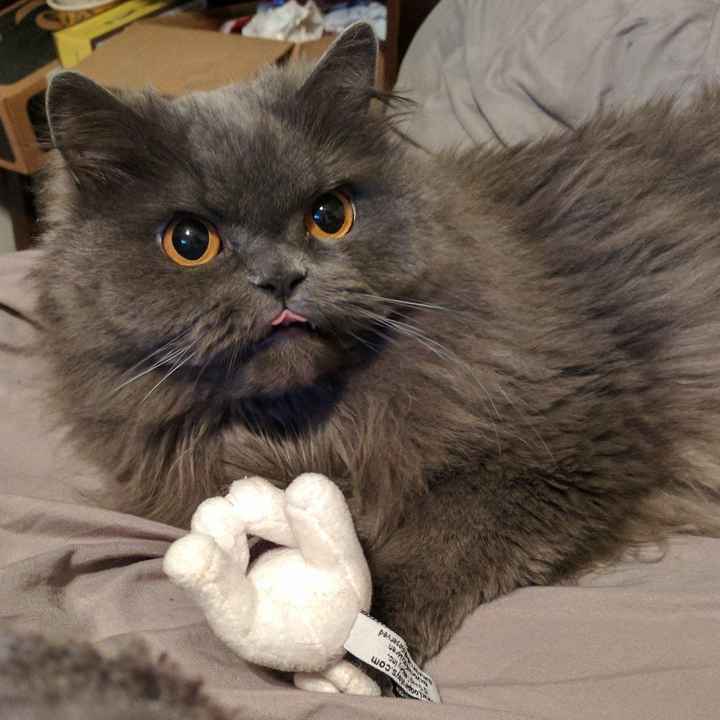 Furbabies?(non wedding post)