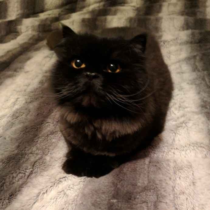 Furbabies?(non wedding post)