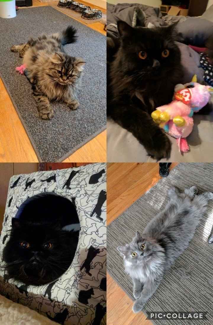 Furbabies?(non wedding post)