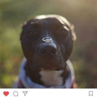 Engagement Photo Props??