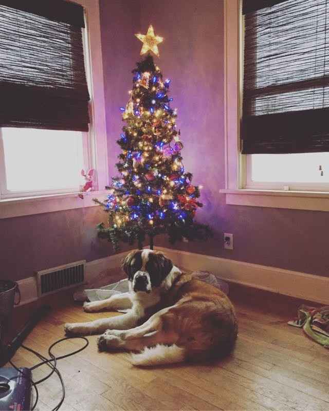 NWR who has the Christmas trees up?!