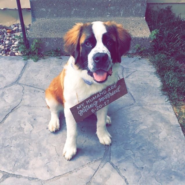 Nwr: my pup