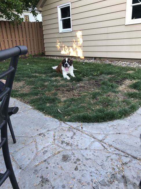 Show me your fur babies!