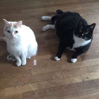 Show me your fur babies!