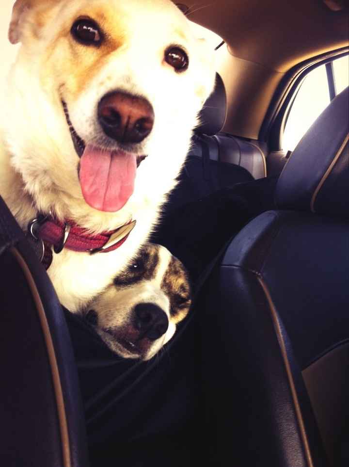 Let me see your furrybabies on the weekend....