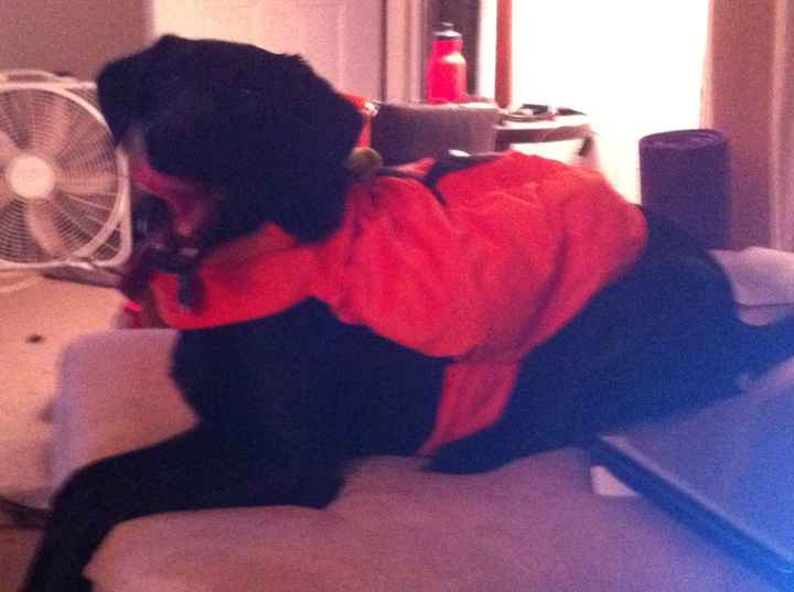 NWR: Rescue vs. Breeded Pets