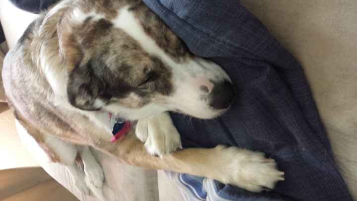 Show me your fur baby! (it has been awhile and I love seeing the pets!)