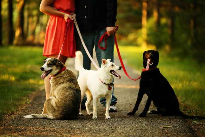 Dogs in the wedding Honeyfund and online RSVP- just do it!