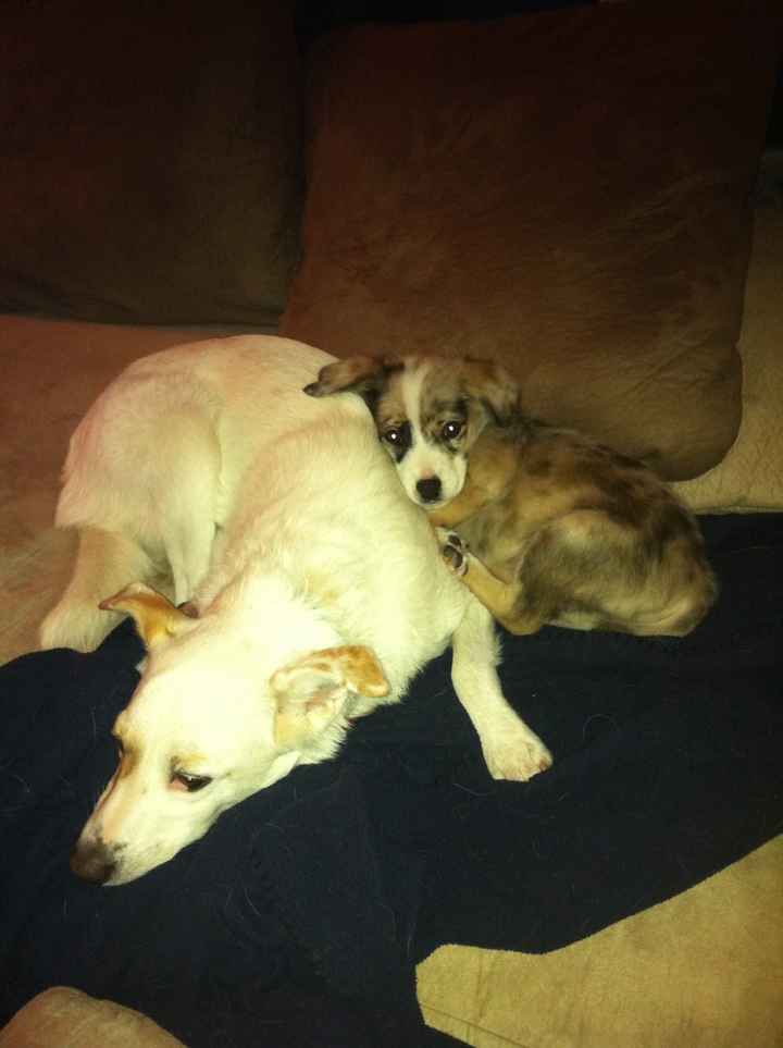 your fur babies baby pics- share'em if you got'em