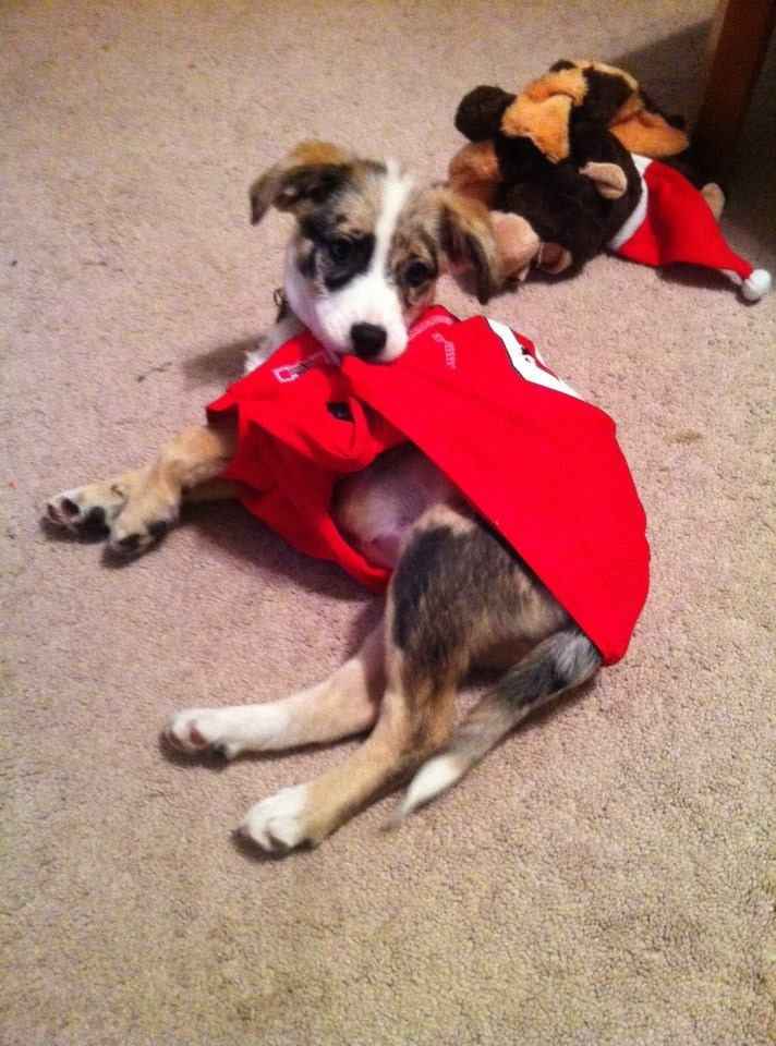 NWR: Prayers for my puppy please :(