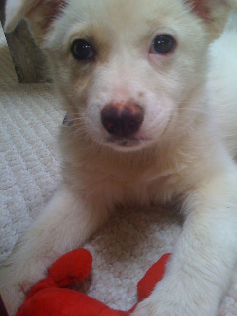 NWR: Rescue vs. Breeded Pets