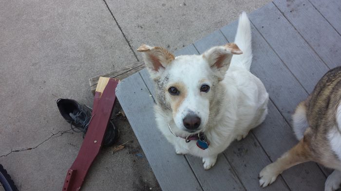 Show me your fur baby! (it has been awhile and I love seeing the pets!)