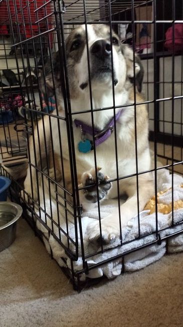 NWR: Prayers for my puppy please :(