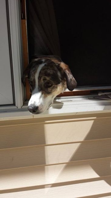 NWR: Prayers for my puppy please :(