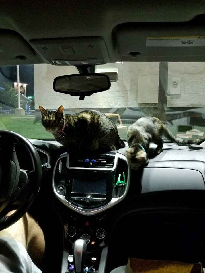 NWR: Furbaby!