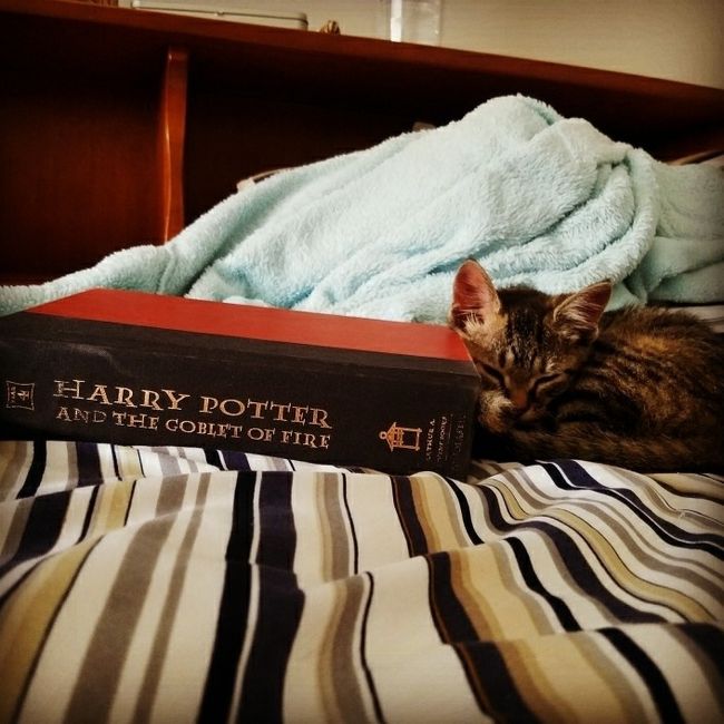 Pets "helping" you make things