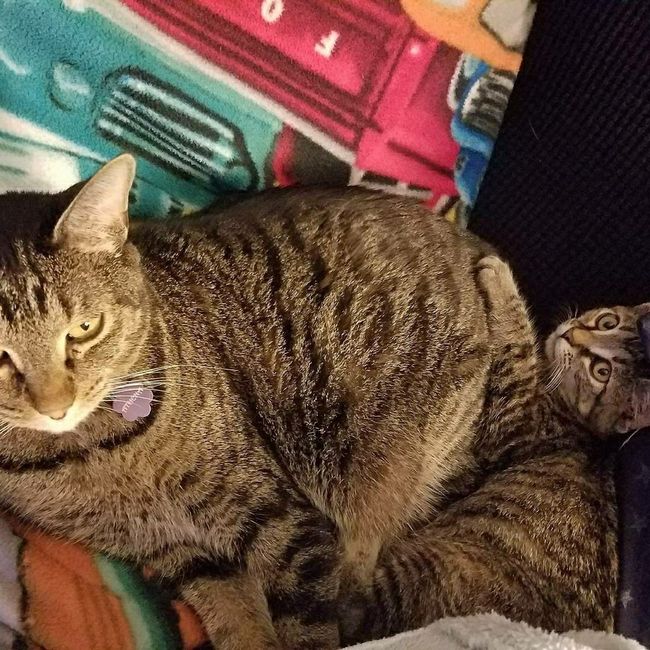 Furbabies?(non wedding post)