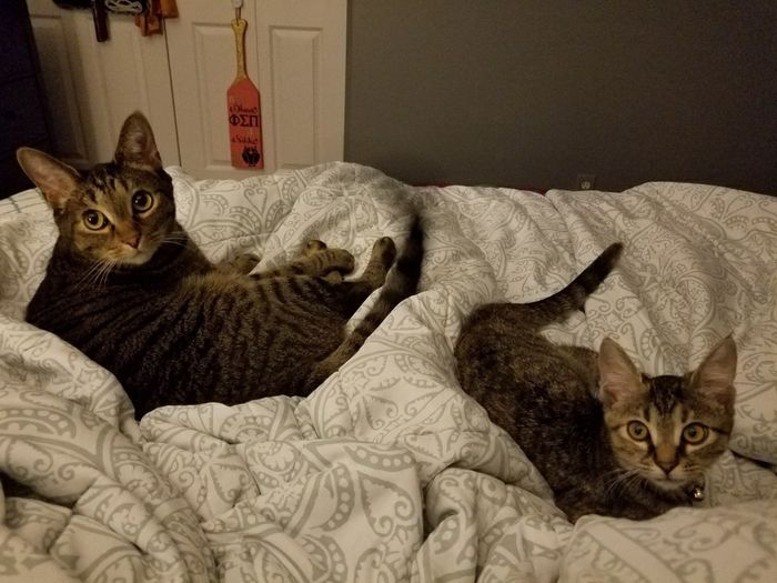 Nwr: litter box problems